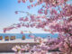 Pfingstferien Reisetipps - Strand bei Sonne, Baum mit rosa Blüten, Strandkörbe